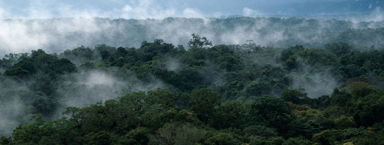 The Maya Forest is a Garden